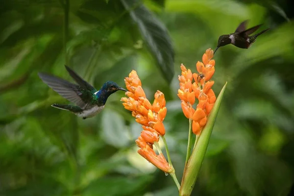 Két Kolibri Lebeg Mellett Narancsvirág Trópusi Erdő Ecuador Két Legyet — Stock Fotó