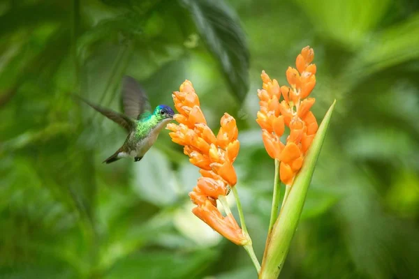 Kolibřík Vznáší Vedle Oranžová Květina Tropický Prales Ekvádor Pták Sání — Stock fotografie