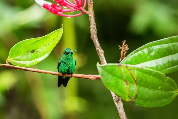 Kolibri Ága Kolibri Trópusi Erdő Peru Madár Ázsiai Díszmadár Apró — Stock Fotó