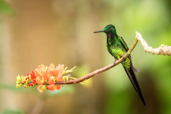 Imperatriz Brilhante Sentado Ramo Com Flor Laranja Beija Flor Floresta — Fotografia de Stock