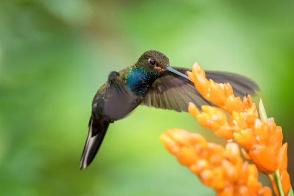 Colibri Plutind Lângă Floarea Portocalie Grădină Pădure Tropicală Brazilia Pasăre — Fotografie, imagine de stoc