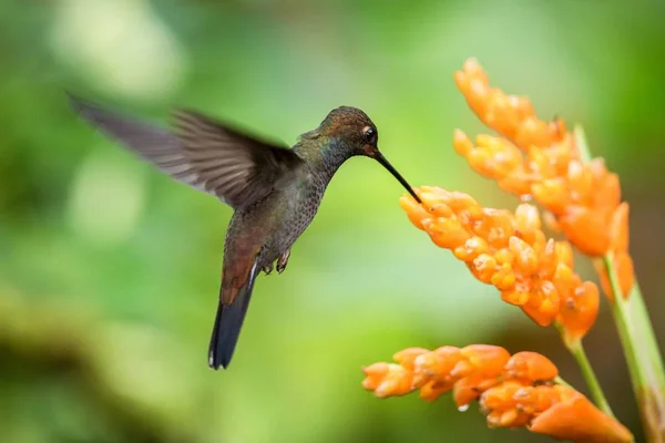 Kolibřík Vznáší Vedle Oranžové Květiny Zahrada Tropický Prales Brazílie Ptáka — Stock fotografie