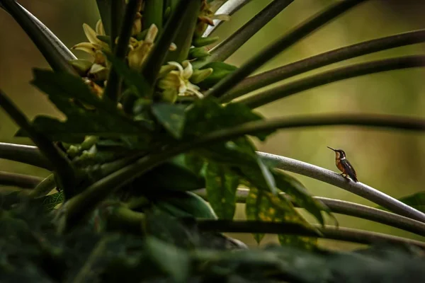 Колибри Сидят Ветке Дерева Колибри Тропических Лесов Эквадор Птица Окунается — стоковое фото