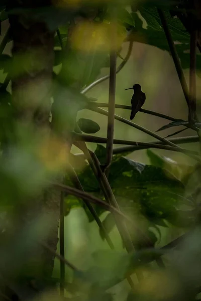 Kolibřík Sedící Větvi Stromu Kolibřík Deštného Pralesa Ekvádor Ptáček Hřadování — Stock fotografie