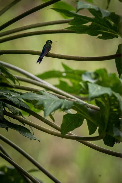 ハミングバード ハチドリ エクアドルの熱帯雨林の木の枝の上に座って鳥の庭で休んで美しい鳥が止まった 小さなオフに背景 自然の景色 野生動物 鳥のシルエット エキゾチックな — ストック写真