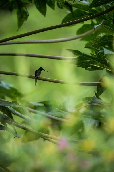 Kolibrie Zittend Een Tak Van Boom Kolibrie Uit Tropisch Regenwoud — Stockfoto