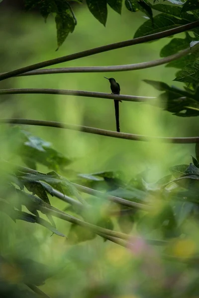 Colibrí Sentado Rama Árbol Colibrí Selva Tropical Ecuador Pájaro Posado —  Fotos de Stock