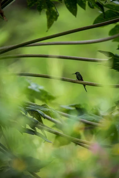 Kolibrie Zittend Een Tak Van Boom Kolibrie Uit Tropisch Regenwoud — Stockfoto