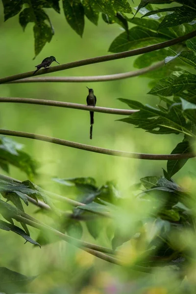 Kolibries Zittend Takken Van Boom Kolibrie Uit Tropisch Regenwoud Peru — Stockfoto