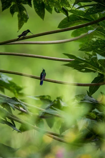 Kolibry Siedząc Gałęzi Drzewa Koliber Tropikalnych Lasów Deszczowych Peru Ptaka — Zdjęcie stockowe