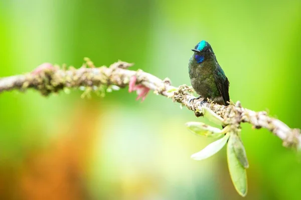 Kékfarkú Fecskekolibri Ága Kolibri Trópusi Erdő Brazília Madár Ázsiai Díszmadár — Stock Fotó