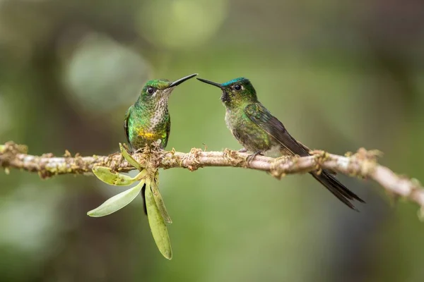 Two hummingbirds sitting on branch next and interact, hummingbirds from tropical rainforest,Peru,bird perching,tiny beautiful bird resting on flower in garden,clear background,animal behaviour