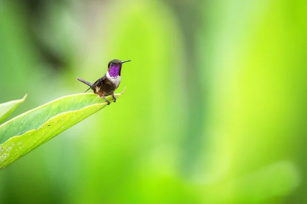 Пурпурно Горлая Лесная Звезда Сидит Листе Колибри Тропического Леса Эквадор — стоковое фото