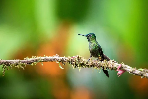 Violet Tailed Taktowny Siedzący Gałęzi Koliber Lasów Tropikalnych Brazylia Ptaka — Zdjęcie stockowe