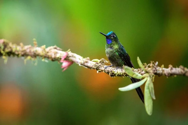 Violet Tailed Sylph Sitting Branch Hummingbird Tropical Forest Brazil Bird — Stock Photo, Image