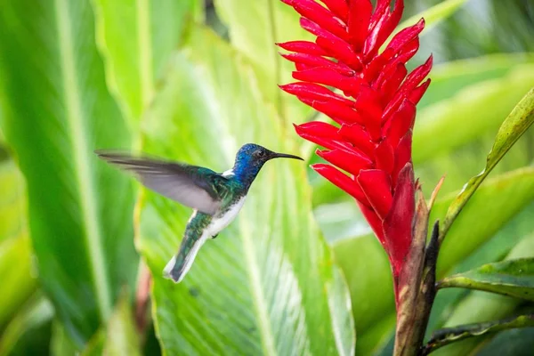 Jacobin Gât Alb Plutind Lângă Floarea Roșie Ploaie Pădure Tropicală — Fotografie, imagine de stoc