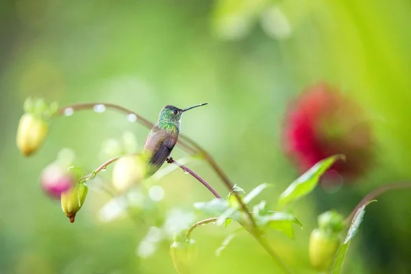 Hummingbird sitting on flower, bird from tropical rainforest,Peru,bird perching,tiny beautiful bird resting on flower in garden,colorful background with flowers,nature scene,wildlife,exotic trip