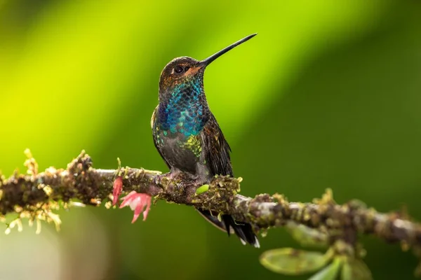 Vitstjärtad Hillstar Sitter Gren Hummingbird Från Tropisk Regnskog Brasilien Fågel — Stockfoto