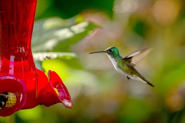 Beija Flor Com Asas Estendidas Floresta Tropical Peru Pássaro Pairando — Fotografia de Stock