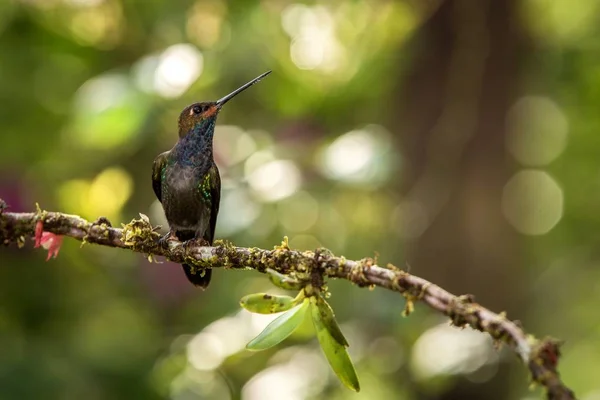 Colibri Queue Blanche Assis Sur Une Branche Colibri Forêt Tropicale — Photo