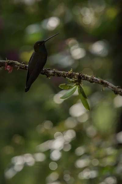 Colibrí Cola Blanca Sentado Rama Colibrí Selva Tropical Brasil Pájaro —  Fotos de Stock