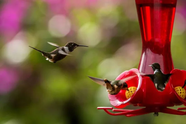 Kolibries Met Uitgestrekte Vleugels Tropische Bos Peru Vogels Zweven Naast — Stockfoto