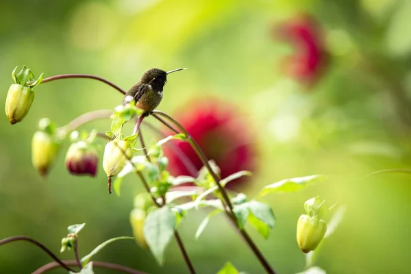 Fialová Throated Woodstar Sedí Větvi Kolibřík Tropických Lesů Ekvádor Ptáček — Stock fotografie