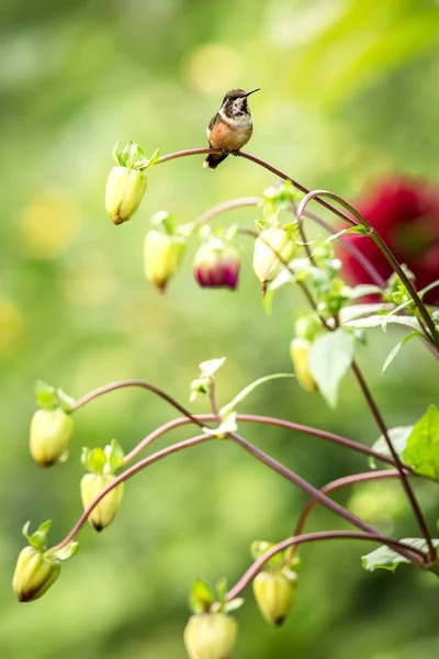 Lila Kehliger Waldstern Auf Ast Sitzend Kolibri Aus Tropischen Wäldern — Stockfoto