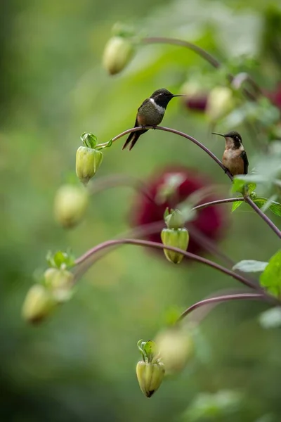 Purple Throated Kolibries Zittend Een Tak Kolibrie Uit Tropisch Woud — Stockfoto