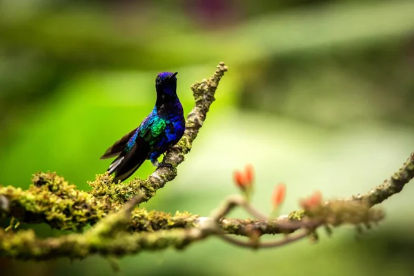 Velvet Purple Coronet Sitting Branch Hummingbird Tropical Forest Peru Bird — стоковое фото