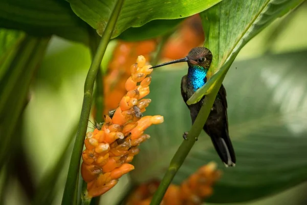Колибри Сидят Оранжевом Цветке Тропический Лес Бразилия Птица Сосать Нектар — стоковое фото