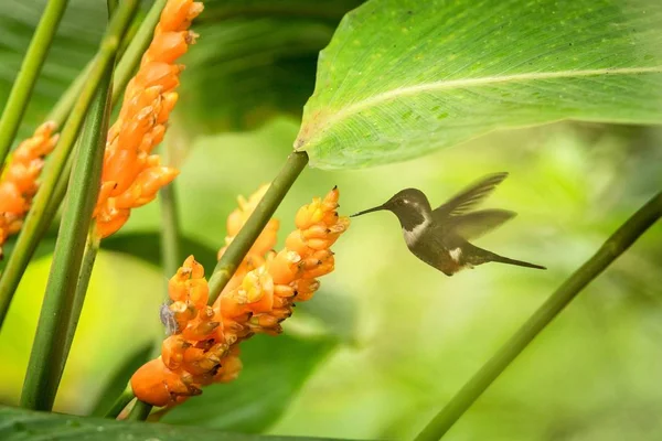 자주색 Woodstar 오렌지 조류와 꽃에서 — 스톡 사진