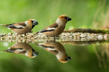 Su, doğa göl ortamlarında ötücü kuş kuş yansıyan orman güzel bokeh ile gölde su ve çiçekler içinde geçmiş, Almanya, liken kıyısında oturan iki bayağı Kocabaş ayna yansıması, yaban hayatı
