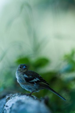 ormandaki bokeh arka plan ve doygun renklere, Macaristan, songbird ortamlarında doğa Orman Gölü, şirin küçük renkli kuş kendi ortamında ve yaban hayatı da ahşap gövde üzerinde oturan ortak ispinoz