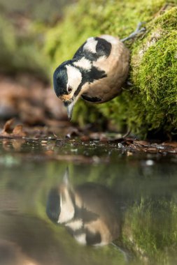 Ağaç gövdesi açık bokeh arka plan ve doygun renklere, Almanya, orman havuzda oturup ağaçkakan siyah ve beyaz kuş, ayna yansıması, yaban hayatı sahne, Avrupa, kuş yakın çekim portre