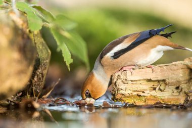 Wodden gövde yakınındaki ormanda gölet üzerinde oturan ve içme suyu, bokeh arka plan ve doymuş bayağı Kocabaş renk, Macaristan, songbird doğa Orman Gölü habitat, çevre, yaban hayatı sahne doğadan