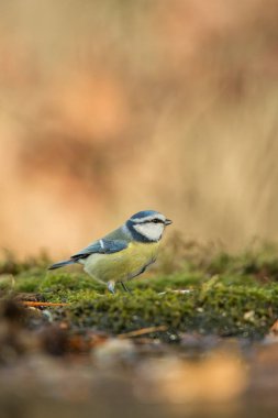 Göl suyu bokeh arka plan ile ormandaki liken kıyısında oturan ve renkler, Macaristan, songbird doğa orman göl yaşam, kendi ortamında ve yaban hayatı da şirin küçük kuş doymuş Mavi baştankara