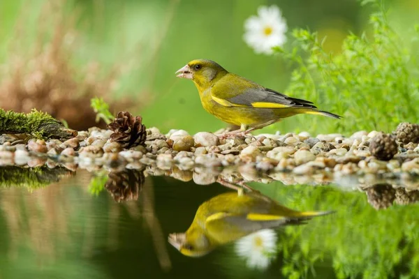 Green finch sitting on lichen shore of water pond in forest with beautiful bokeh and flowers in background, Hungary, bird reflected in water, songbird in nature lake habitat,mirror reflection,wildlife