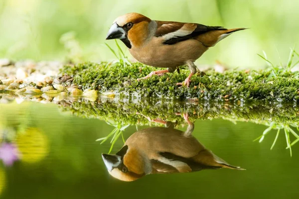 Hawfinch Sitting Lichen Shore Water Pond Forest Beautiful Bokeh Flowers — Stock Photo, Image