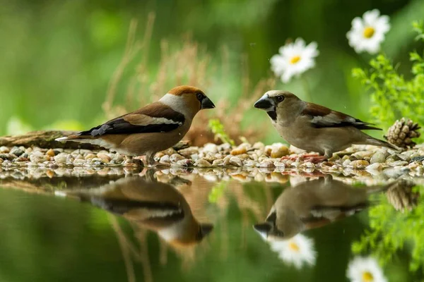 Two hawfinch sitting on lichen shore of water pond in forest with beautiful bokeh and flowers in background, Germany,bird reflected in water, songbird in nature lake habitat,mirror reflection,wildlife