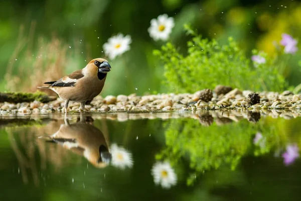 Hawfinch Sitting Lichen Shore Water Pond Forest Beautiful Bokeh Flowers — стоковое фото