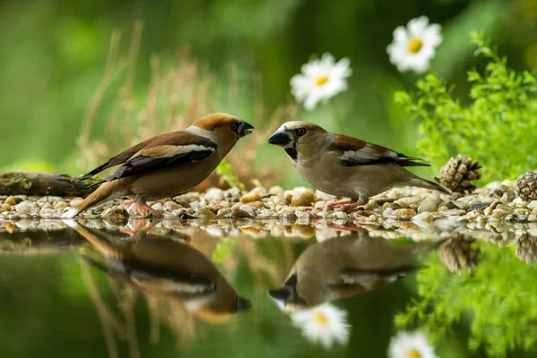 鳥は水 自然湖生息地で歌姫に反映美しいボケ味を持つフォレストの池と花が背景には ドイツの地衣海岸に座っている つのシメ鏡面反射 野生動物 — ストック写真