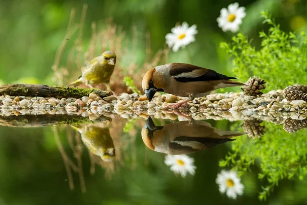 Hawfinch Green Finch Sitting Lichen Shore Water Pond Forest Beautiful — Stock Photo, Image