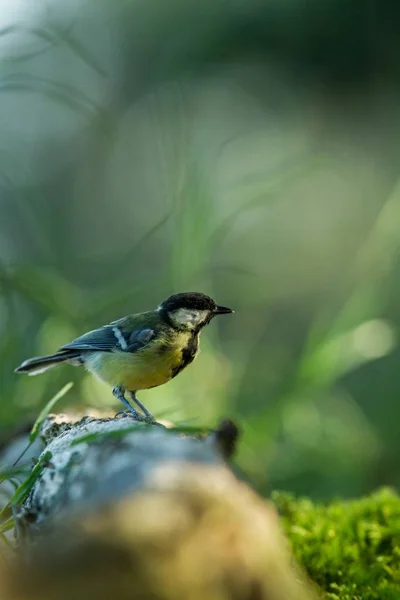 Great Tit Sitting Wood Trunk Forest Bokeh Background Saturated Colors — Stock Photo, Image