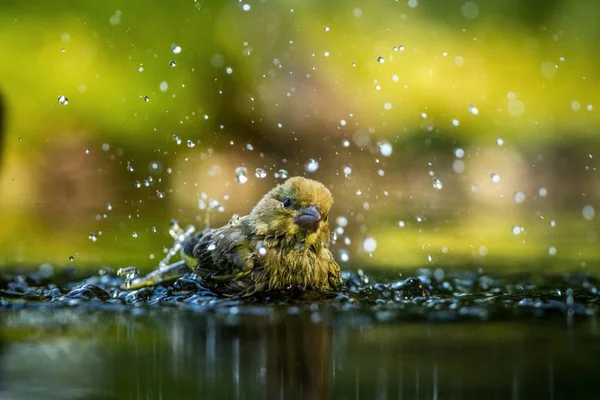 Green finch having bath in forest pond with clear bokeh background and saturated colors, Germany, bird in water,mirror reflection, wildlife scene,Europe,bird close-up portrait,water drops