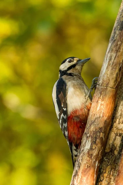 Woodpecker sitting on tree trunk in forest with clear bokeh background and saturated colors, Germany,black and white bird in nature forest habitat, wildlife scene,Europe,bird close-up portrait