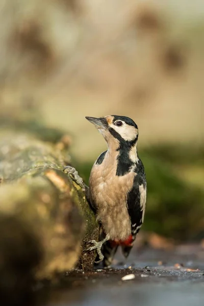 Woodpecker sitting on tree trunk in forest with clear bokeh background and saturated colors, Germany,black and white bird in nature forest habitat, wildlife scene,Europe,bird close-up portrait