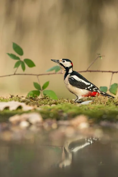 Woodpecker sitting on lichen shore of pond water in forest with bokeh background and saturated colors, refleced in water,Germany, bird in nature forest lake habitat,mirror reflection,wildlife scene