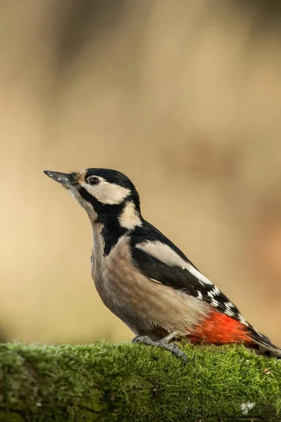 Datel Sedí Břehu Lišejník Rybniční Vody Lese Jasnou Bokeh Pozadím — Stock fotografie