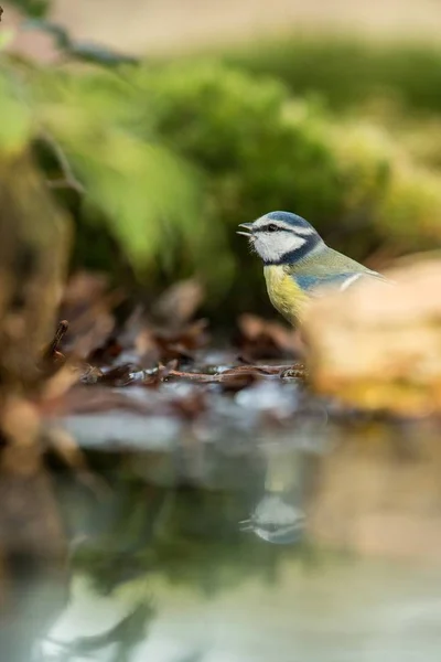 青シジュウカラ鳥は水 自然湖生息地 鏡の反射で歌姫に反映地衣海岸背景のボケ味と鮮やかな色 チェコ共和国の森の池の水の上に座って — ストック写真
